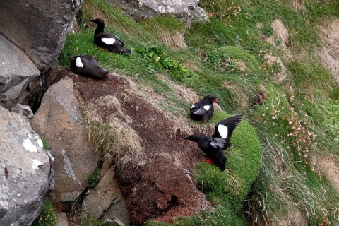 Black guillemot