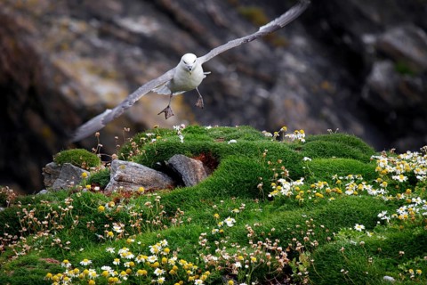 Northern fulmar