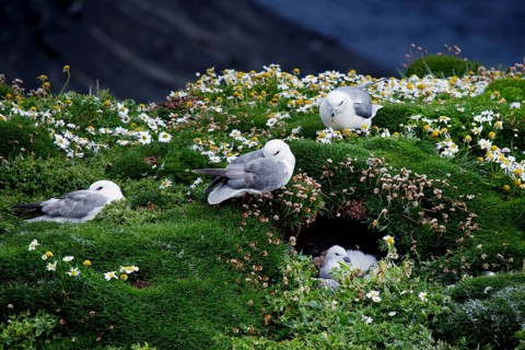 Northern fulmar
