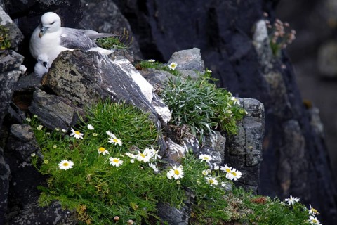 Northern fulmar