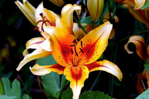 Lily