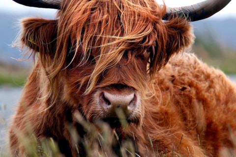 Scottish Highland Cattle