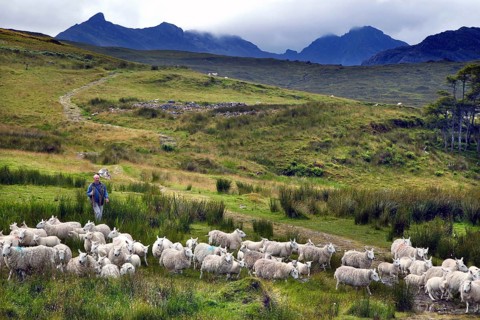 Flock of sheep