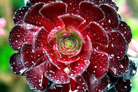 Aeonium