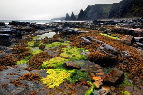 Coast at low tide