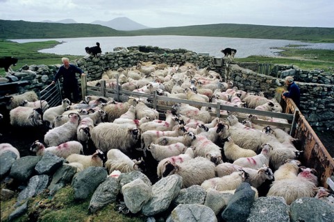 Sheep in fence