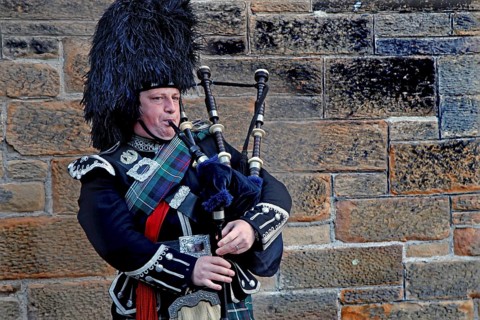 Piper
