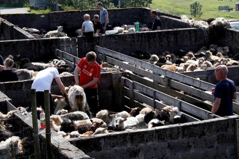 Men shearing sheep
