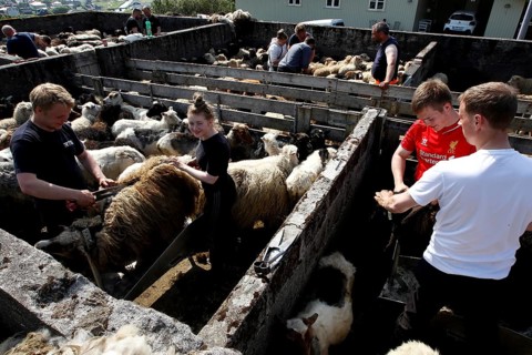 Man and woman shearing sheep
