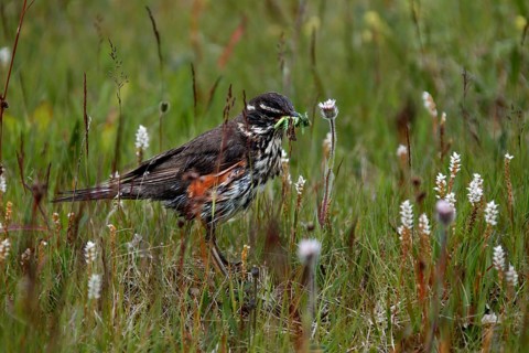 Redwing