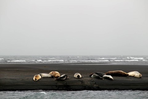 Seals