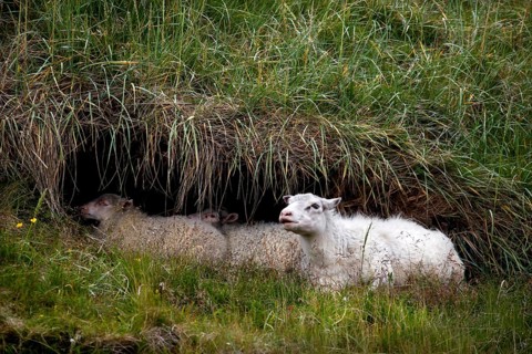 Mouflons
