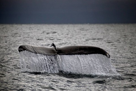 Whale-watching tour