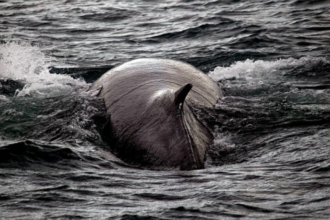 Whale watching tour