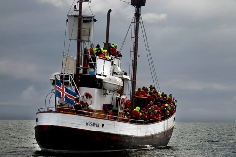 Whale watching tour
