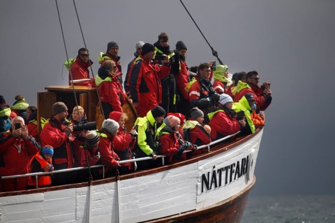Whale watching tour