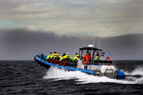 Whale watching tour