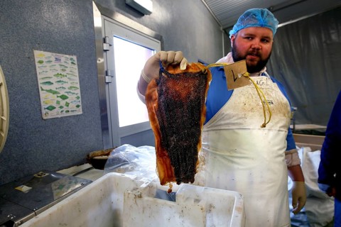 Factory worker with Greenland shark