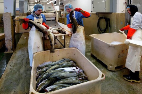 Factory workers processing fish