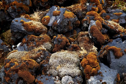 Lava stones with moss