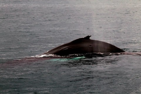 Whale watching tour
