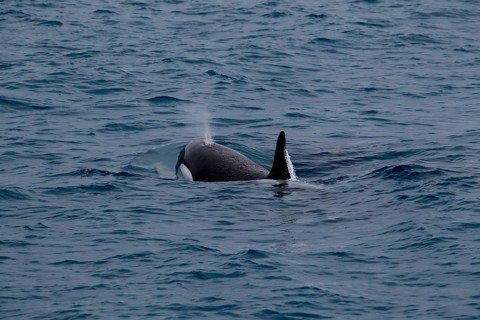 Whale watching tour