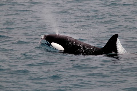 Whale watching tour