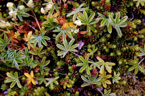 Flora