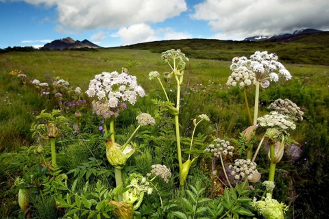 Angelica
