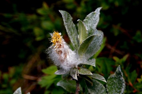 Wool willow