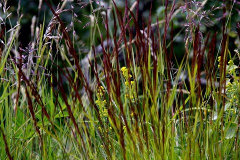 Flora