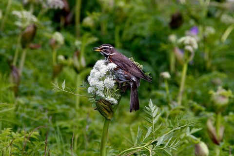 Redwing