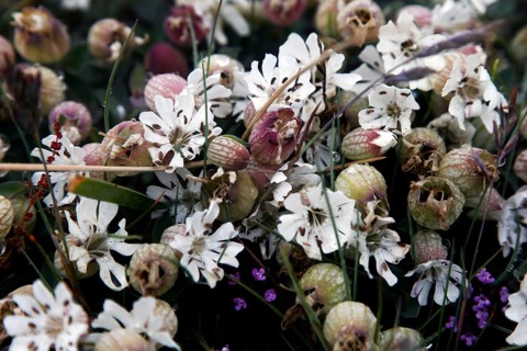 Sea campion