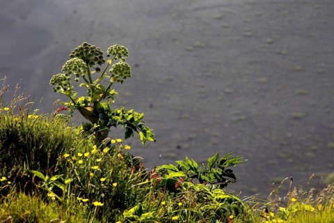 Norwegian angelica