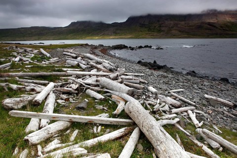 Driftwood