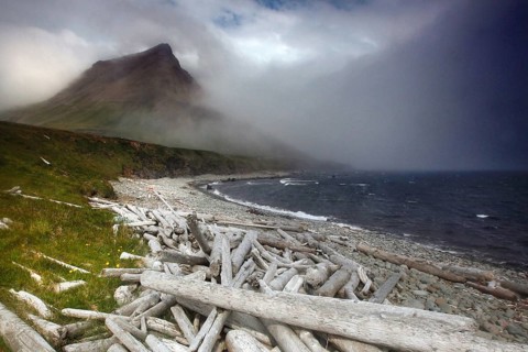Driftwood
