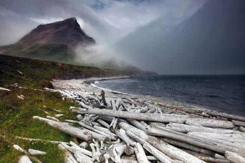 Driftwood
