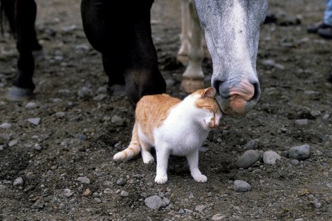 Icelandic horses