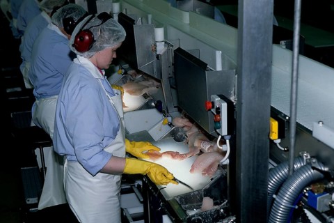 Woman processing fish