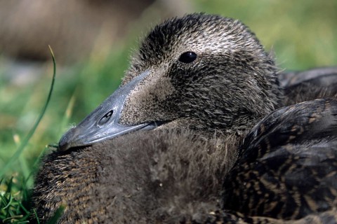 Common eider