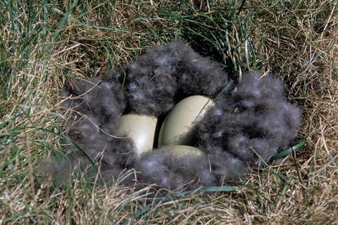 Common eiders