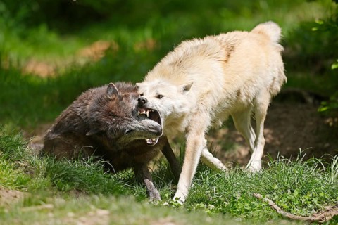 Timberwolf