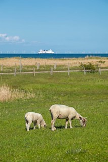 Ewe and lamb on the dike