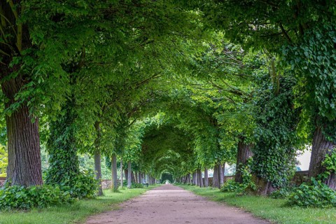 Linden avenue in the park of Hundisburg Castle