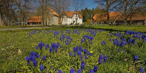 Grape hyacinths