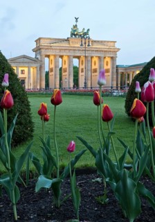 Illuminated Brandenburg Gate with tulips and Pariser Platz in the early morning