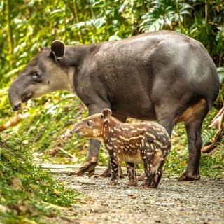 Tapir