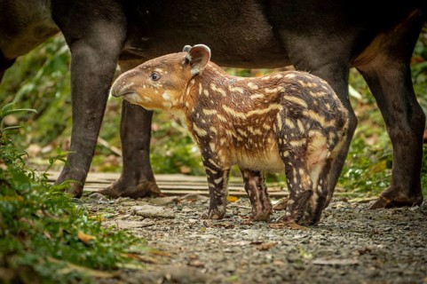 Tapir Baby