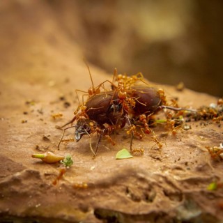Leaf-cutter ants