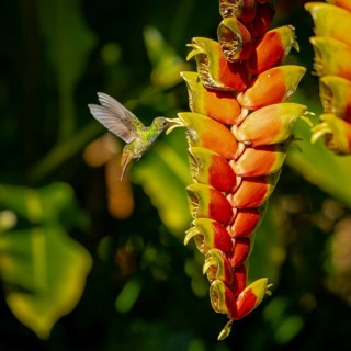 Brown-tailed amazillia